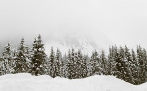 landscape, trees, mountain, snow, winter, clouds, pine, evergreen, fir, conifer, spruce, forest