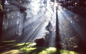 landscape, trees, nature, forest, grass, branches, light, wood, sun, fog, mist, night, sunlight, morning, leaf, atmosphere, autumn, weather, sun, rays, season, woodland
