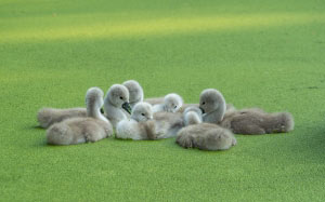 swan, cygnet, lake, birds, chicks