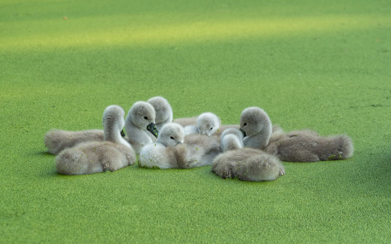 swan, cygnet, lake, birds, chicks