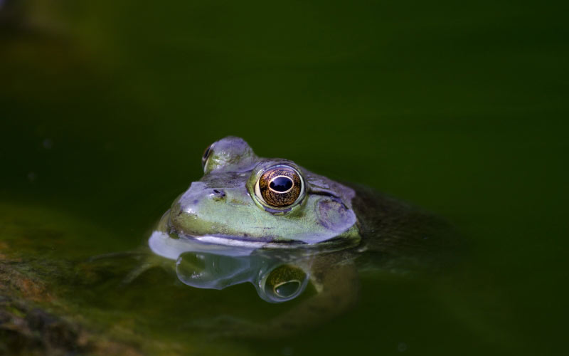 amphibian, animal, close-up, eyes, frog, green, lake