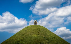 sheep, hill, sky, animal, clouds