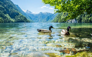 landscape, nature, water, mountains, animals, avian, daylight, ducks, river, lake