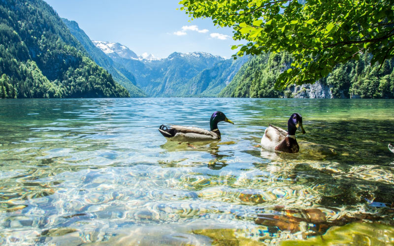 landscape, nature, water, mountains, animals, avian, daylight, ducks, river, lake
