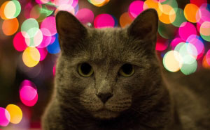 lights, animal, pet, cute, bokeh, cat, feline