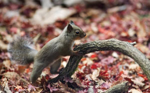 sciurus lis, japanese squirrel, squirrel, animal, nature, leaves, foliage, autumn, sciurus lis, fall