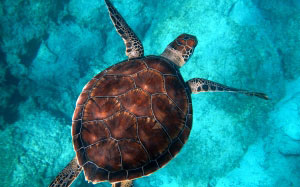 underwater, biology, turtle, sea, reptile, fauna, marine