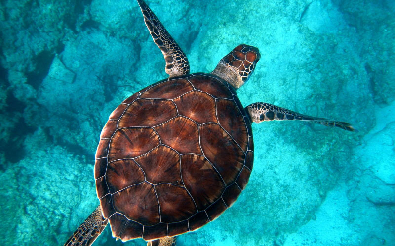 underwater, biology, turtle, sea, reptile, fauna, marine