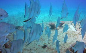 sea, water, ocean, diving, underwater, biology, blue, fish, coral reef, marine