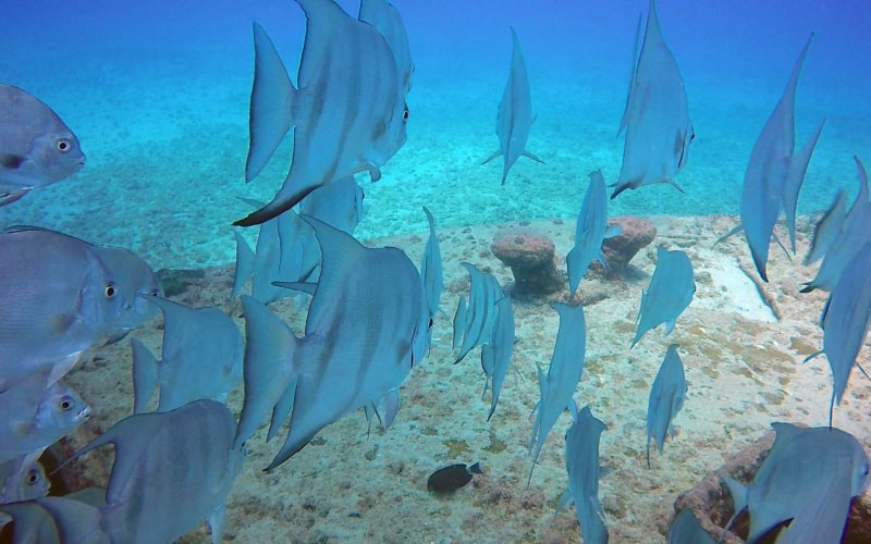 sea, water, ocean, diving, underwater, biology, blue, fish, coral reef, marine