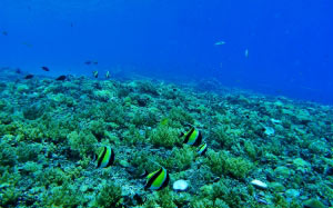 sea, water, ocean, diving, underwater, biology, blue, fish, coral reef, marine