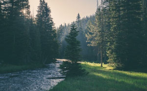 landscape, trees, nature, forest, wilderness, mountains, sunrise, mist, sunlight, morning, hill, dawn, river, tranquil, alps