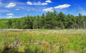 landscape, trees, nature, forest, grass, marsh, swamp, wilderness, hiking, meadow, prairie, spring, pasture, grassland, whitepines, pennsylvania, woodland, tundra