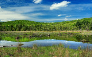 landscape, trees, water, nature, grass, marsh, swamp, wilderness, meadow, lake, pond, spring, grassland, pennsylvaniawilds, whitepines