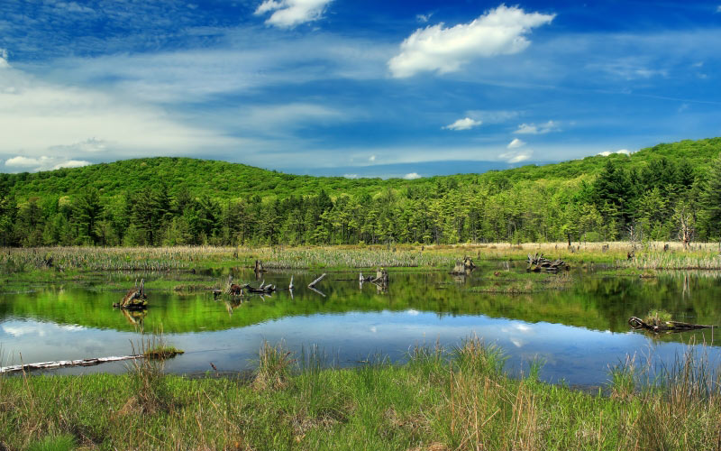 landscape, trees, water, nature, grass, marsh, swamp, wilderness, meadow, lake, pond, spring, grassland, pennsylvaniawilds, whitepines
