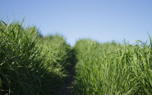 close-up, grass, macro, nature, path, sky, green, summer, meadow, blue, plant, growth, field, agriculture, crop, landscape, land, rural, cereal plant