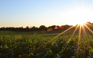 horizon, growth, plants, sky, sunshine, sunset, field, meadow, countryside, sunlight, summer, rural, farming, harvest, vegetable, crop, corn, agriculture, cornfield, plantation