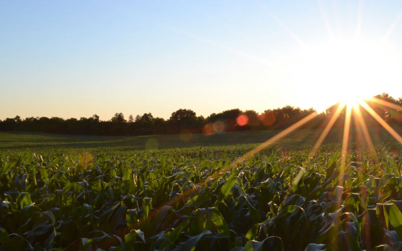 horizon, growth, plants, sky, sunshine, sunset, field, meadow, countryside, sunlight, summer, rural, farming, harvest, vegetable, crop, corn, agriculture, cornfield, plantation