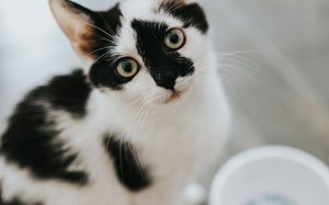 cute, kitty, pet, cat, kitten, animal