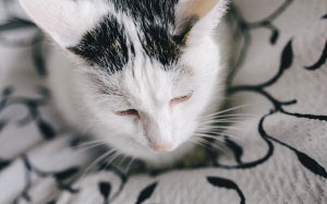 cat, pet, animal, cute