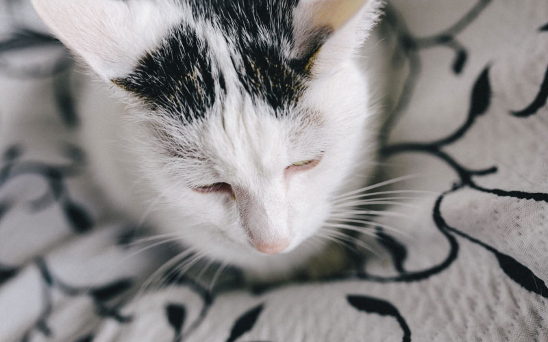 cat, pet, animal, cute