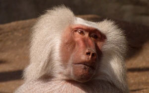 nature, animal, wildlife, mammal, monkey, primate, baboon, macaque