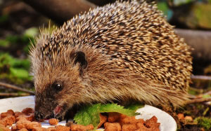 nature, animal, cute, wildlife, autumn, mammal, hedgehog
