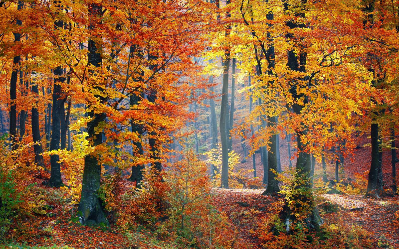 landscape, trees, nature, forest, leaf, fall, autumn, season, leaves, woods