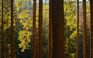 forest, nature, trunks, spruces