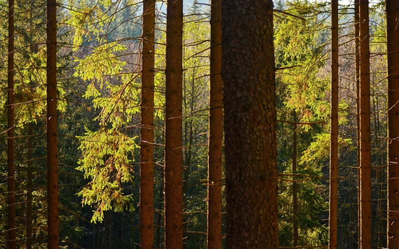 forest, nature, trunks, spruces