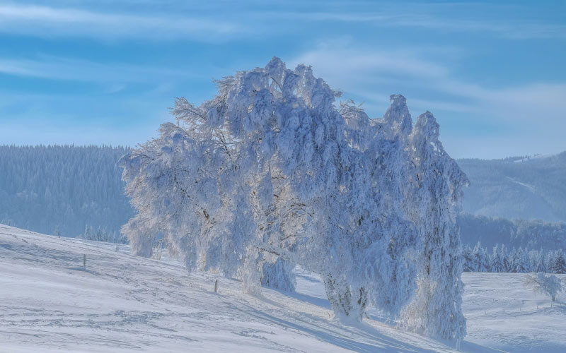 nature, snow, landscape, trees, mountain, hill, winter, horizon, forest, fir, pine, sky