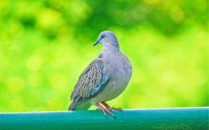 birds, animals, nature, wings