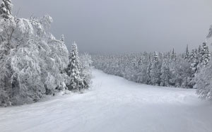 nature, snow, cold, winter, white, frost, canada, quebec, forest, path, trees, road
