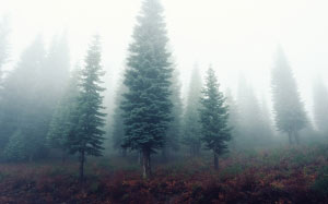 nature, trees, forest, fog, landscape
