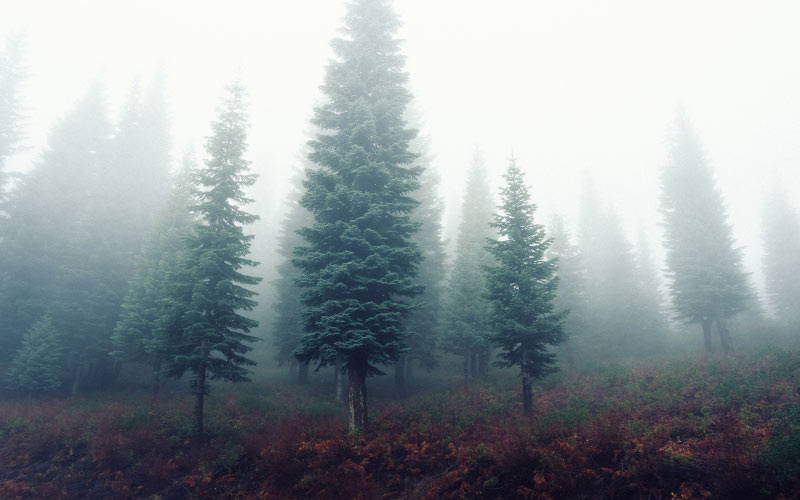 nature, trees, forest, fog, landscape