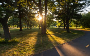 branches, forest, grass, landscape, light, park, path, ray, sunbeam, sunlight, sunshine, trees, road