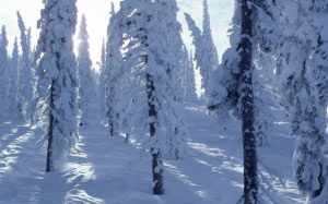 pines, trees, snow, daytime, winter, nature, forest