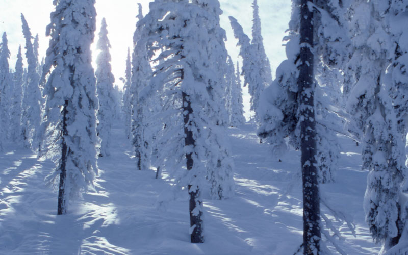 pines, trees, snow, daytime, winter, nature, forest