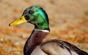 nature, bird, animal, wildlife, duck, portrait