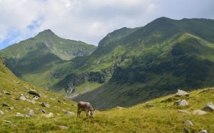 donkey, mountains, landscape, grass, nature, animal, clouds