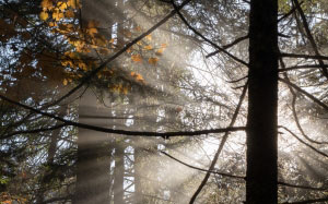 rays, sunlight, forest, nature, trees