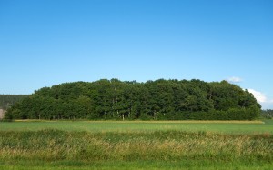 grove, sweden, forest, landscape, summer, nature, trees