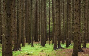 spruce, forest, picea abies, trees, branches, spring, wood, sorrel, oxalis acetosella, ostrich ferns, matteuccia struthiopteris