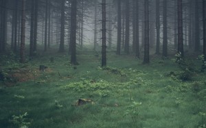 trees, nature, forest, grass, wilderness, fog, mist, green, darkness, dark, wetland, woodland, old, wood