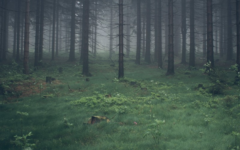 trees, nature, forest, grass, wilderness, fog, mist, green, darkness, dark, wetland, woodland, old, wood