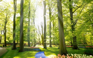 sunlight, rays, spring, flowers, tulips, green, purple, pink, garden, petal, season, nature, bloom, netherlands, park, lawn, grass, yellow, landscape, trees