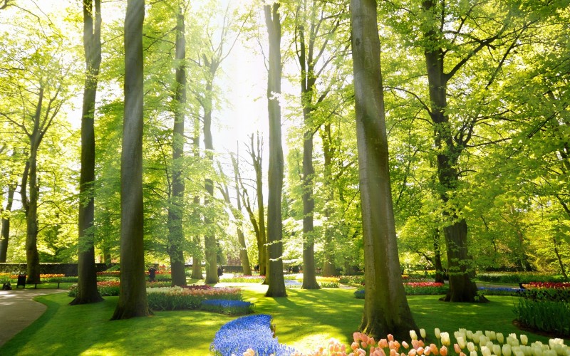 sunlight, rays, spring, flowers, tulips, green, purple, pink, garden, petal, season, nature, bloom, netherlands, park, lawn, grass, yellow, landscape, trees