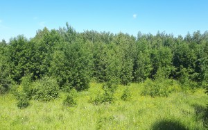 june, summer, landscape, nature, trees, forest, green, grass