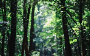 walk, forest, summer, green, nature, wood, trees, woodland, outdoors, leaf, sunlight, footpath