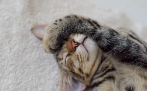 pet, kitten, cat, feline, whiskers, animals, sleep, cute